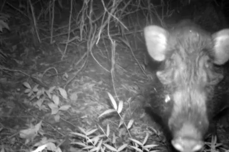 Camera trap image of Javan warty pig.