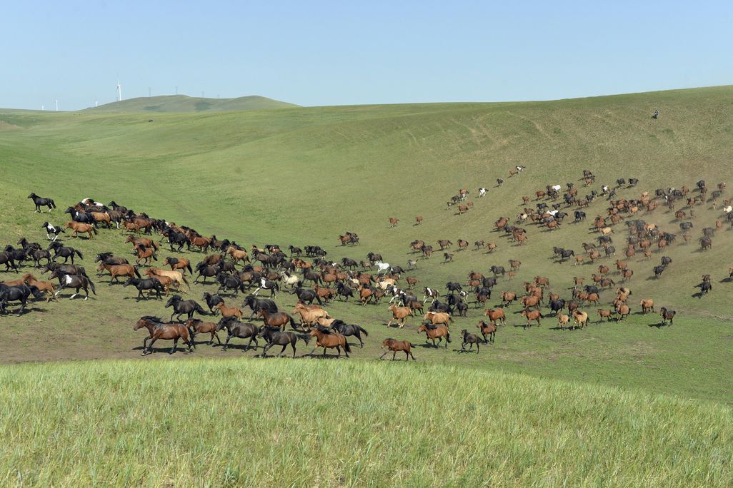 Mongolia Horses