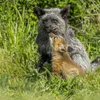These Devoted Dads Across the Animal Kingdom Will Warm Your Heart This Father’s Day icon