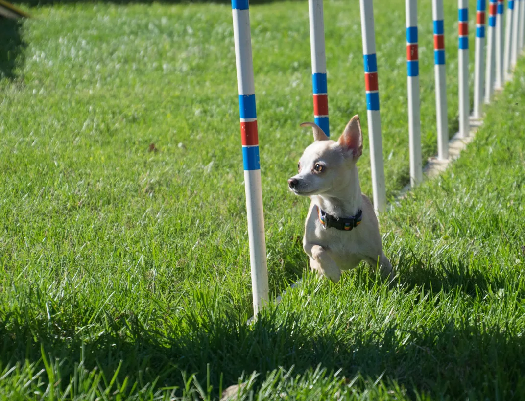 12 - A chihuahua sprints through the grass and around poles of an agility course.