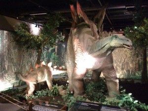 20110520083137cincinnati-museum-stegosaurus-300x225.jpg