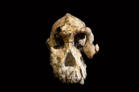 The remarkably complete skull of a human ancestor of the genus Australopithecus fills in some of the gaps in the  human evolutionary tree. 