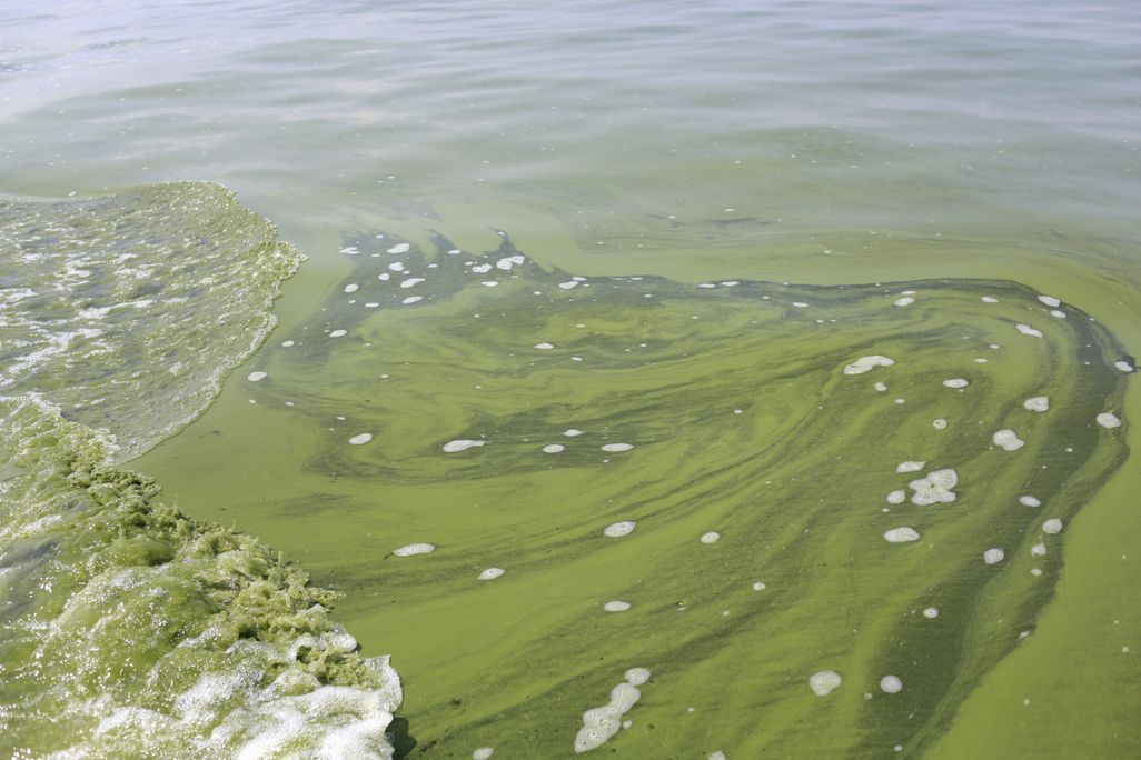Lake Erie Algae
