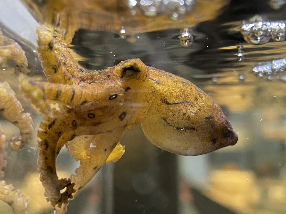 Octopus in a tank