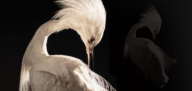 Egret