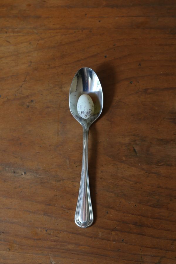 Egg on a Spoon thumbnail