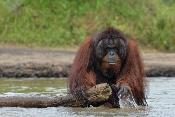 Orangutan Using Log as A Buoy thumbnail