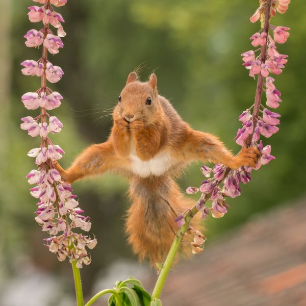 red squirrel split between flowers thumbnail