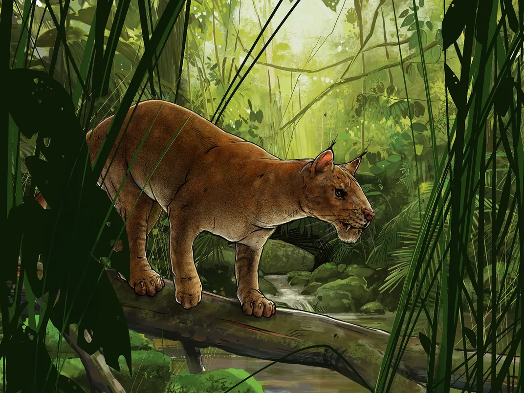 Diegoaelurus Drawing