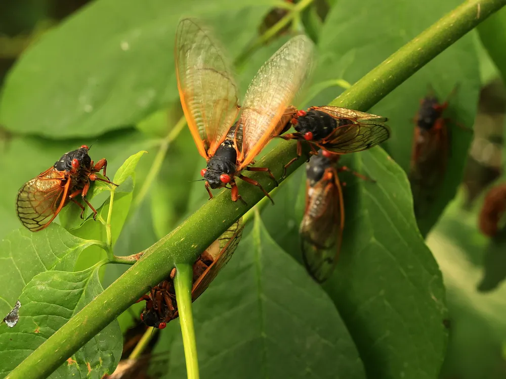 Many periodical cicadas sit on green leaves. One has its wings raised.