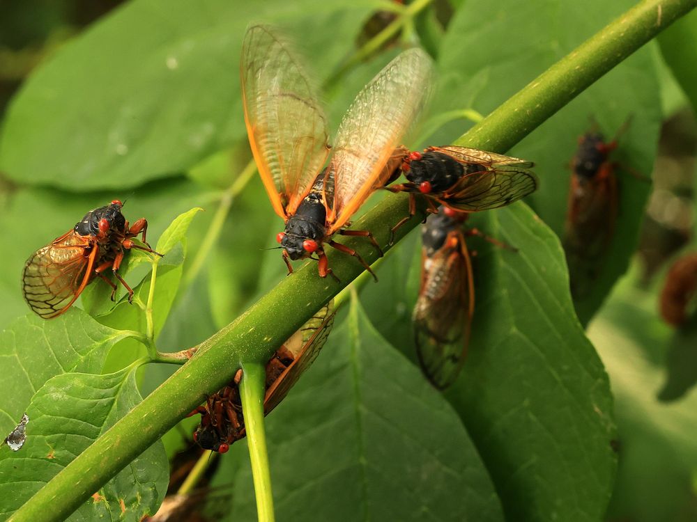 As Brood X Numbers Grow, Cicadas Interfere With Cars, Planes and Radar ...