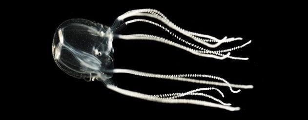 box jellyfish