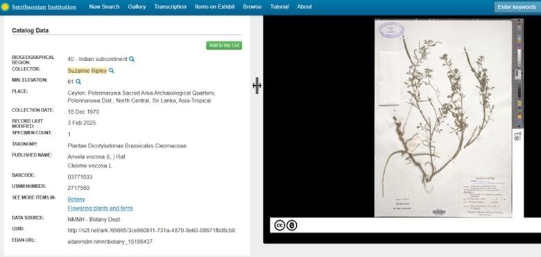 Screenshot of the metadata (left) for a botanical specimen (right). The metadata shows Suzanne Ripley as the Collector.