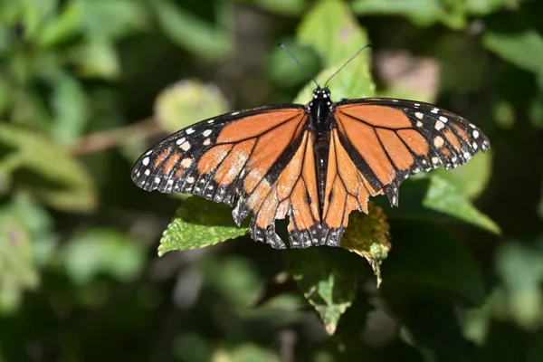 injured but still soaring thumbnail