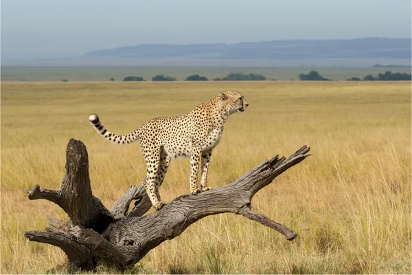 Scouting for Breakfast thumbnail