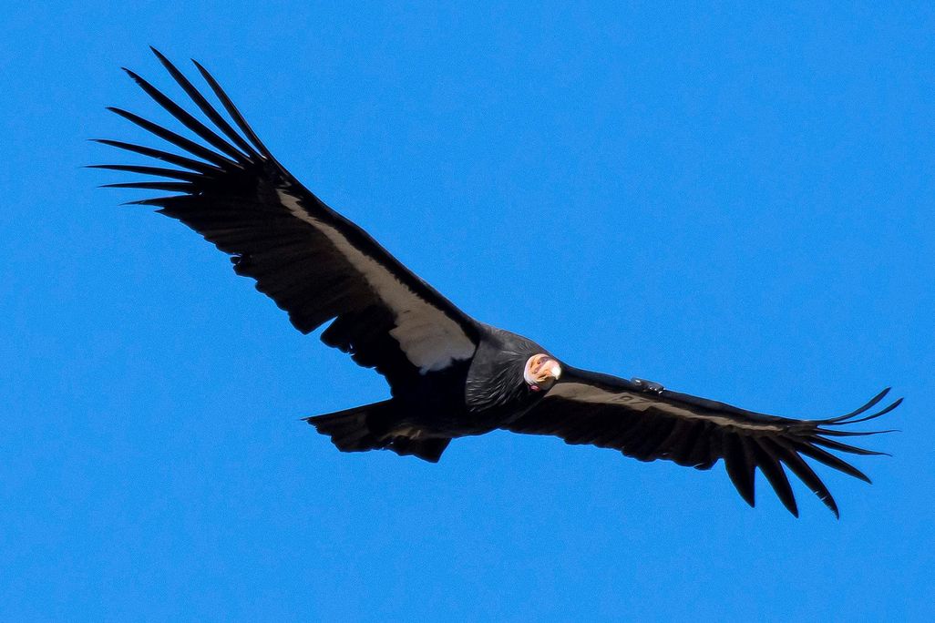 California condor
