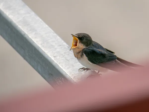 Not begging, I'm just yawning! thumbnail