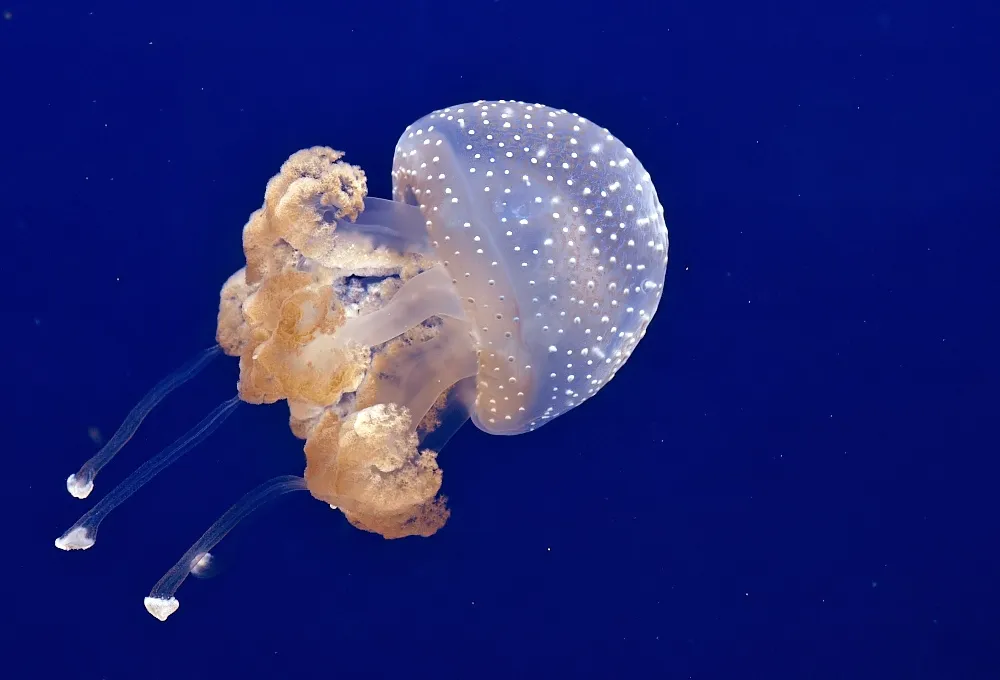 large spotted jellyfish with thick tentacles swimming in dark blue water