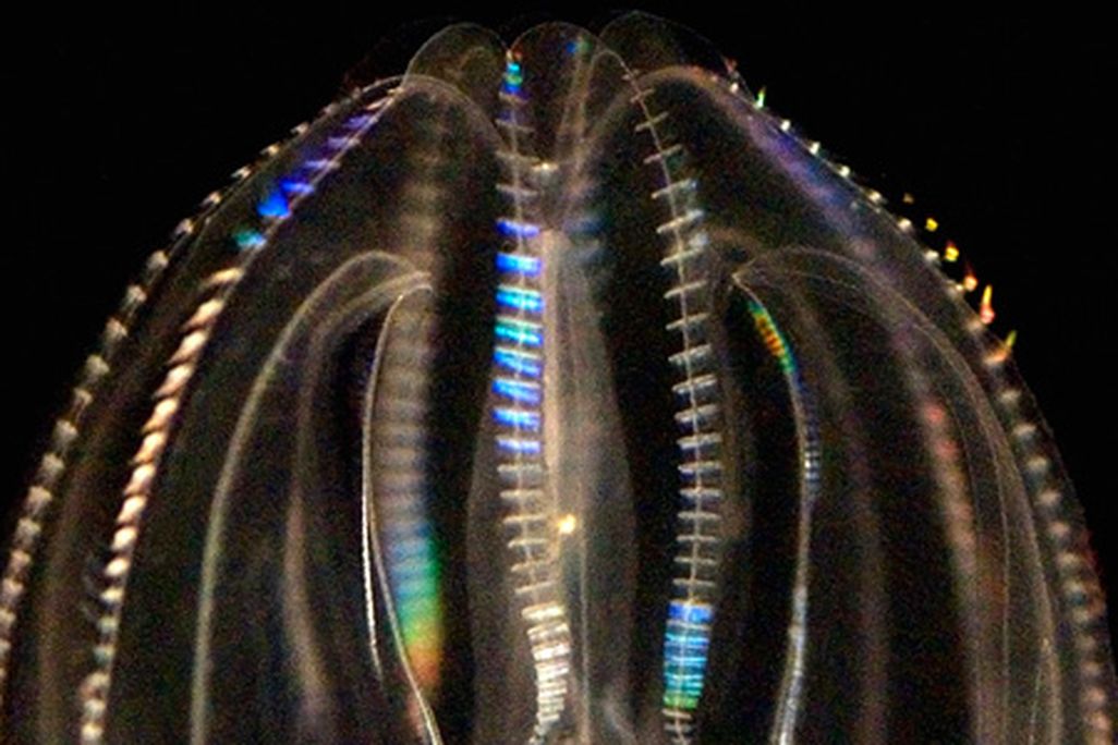 Phenom-Mnemiopsis-631.jpg