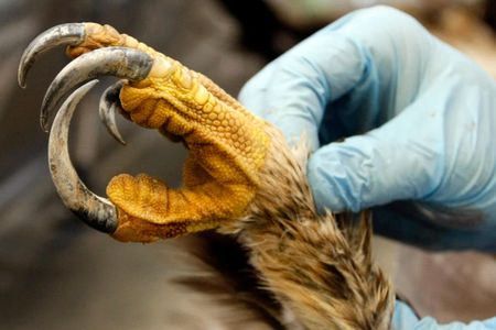 Dennis Wiist inspects an eagle's foot at the National Eagle Repository in Commerce City, Colorado.