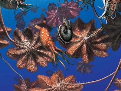 Scientists think gigantic crinoids would cling to logs with anchor-like stems, creating a floating raft that likely supported a host of other species and enabled their long-distance transport across Jurassic seas.
