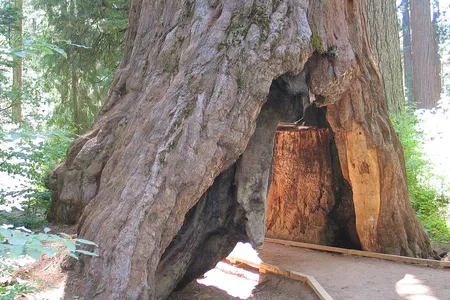 The Pioneer Cabin Tree in 2006