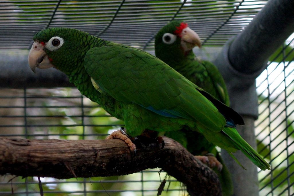 20110520102347PR_Parrots.jpg