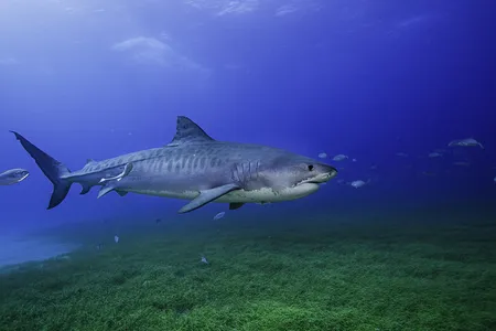 A tiger shark swims above seagrass.