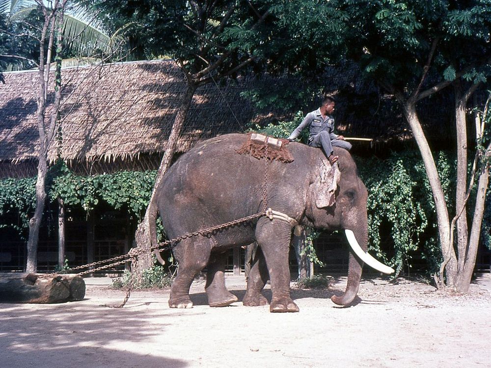 Thailand’s elephants