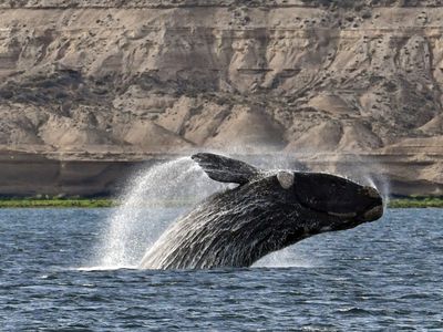 One in ten southern right whales lives past the age of 131, new research suggests.