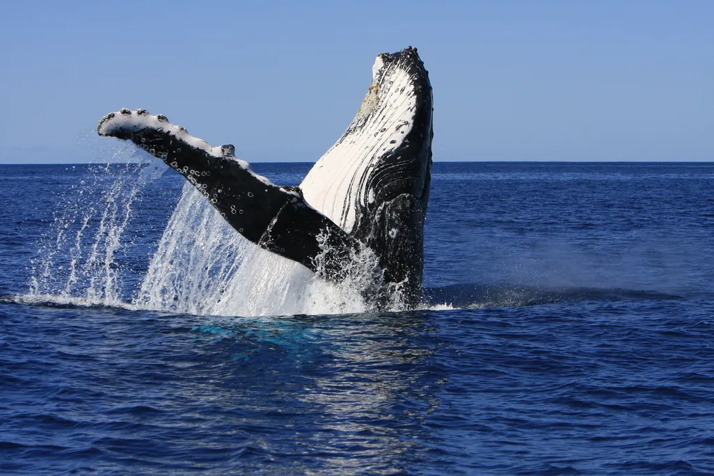 A humpback whale breaking the surface of the water.