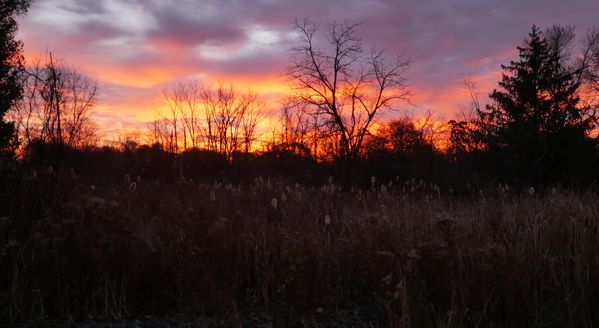 Cattail Sunrise! thumbnail