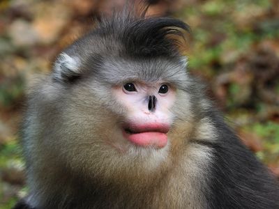 A black-and-white snub-nosed monkey