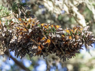 Monarch butterflies cluster together to stay warm.