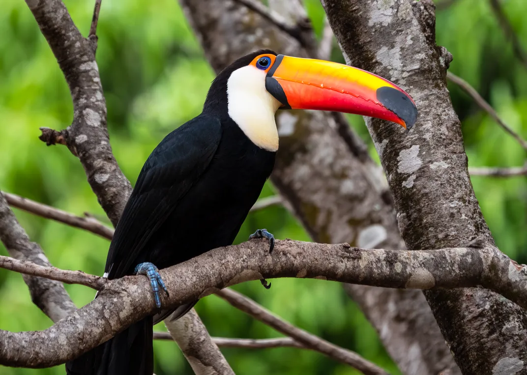 a toucan sits in a tree