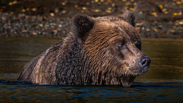 Alaska in His Eyes thumbnail