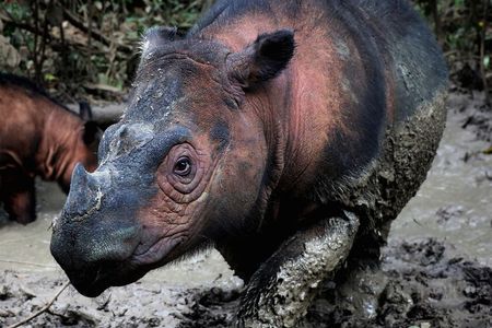 There are only around 80 Sumatran rhinos (Dicerorhinus sumatrensis) left on Earth. In their native northern Sumatra, Indonesia, they are being pushed towards extinction by habitat loss and poaching.