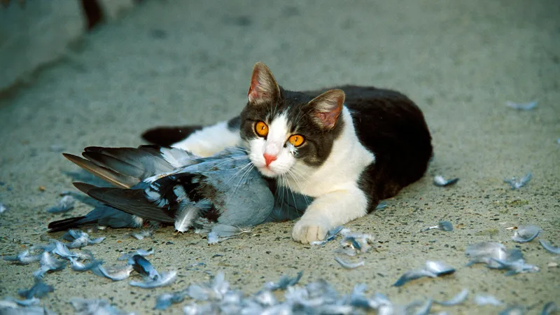 It's official: Cats are killers, Science