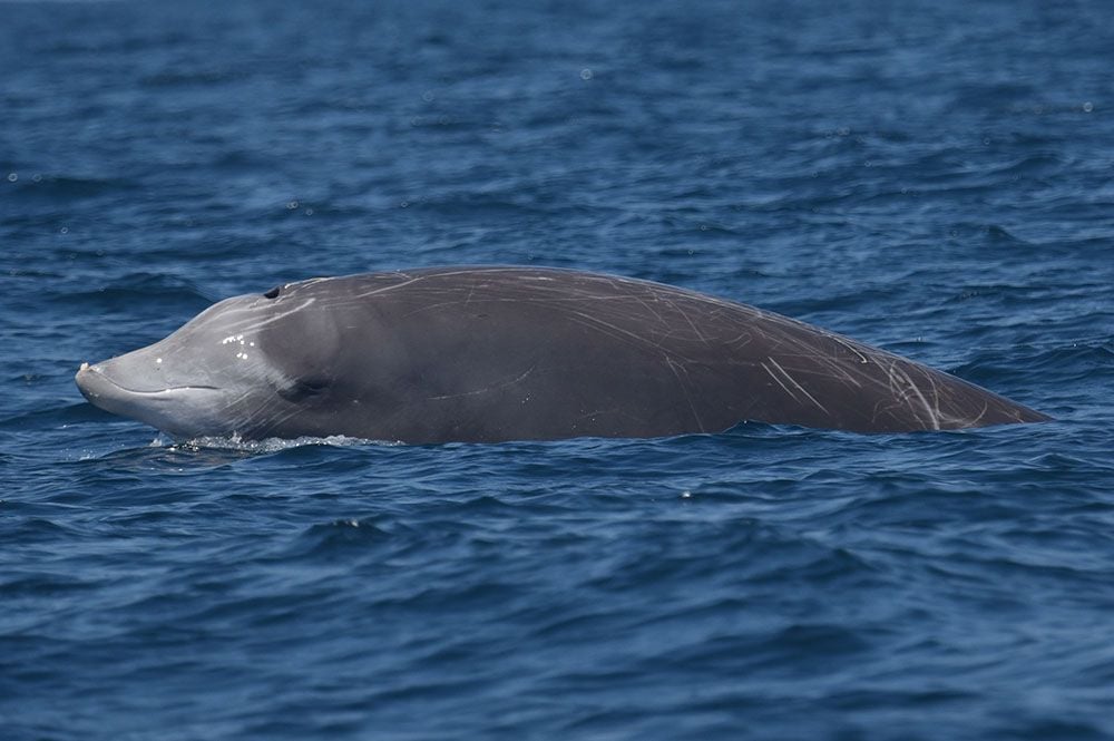 Cuvier's Beaked Whale