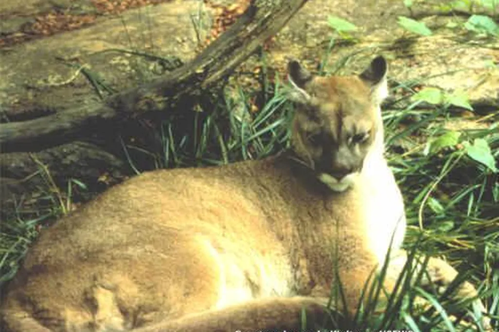 A photo of an eastern cougar, date unknown.