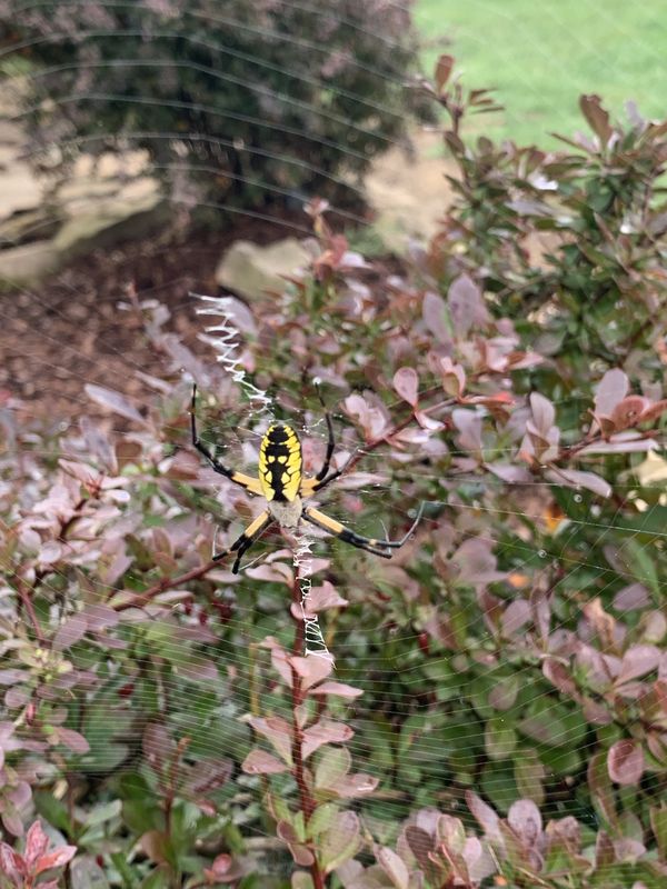Yellow garden spider in my back yard thumbnail