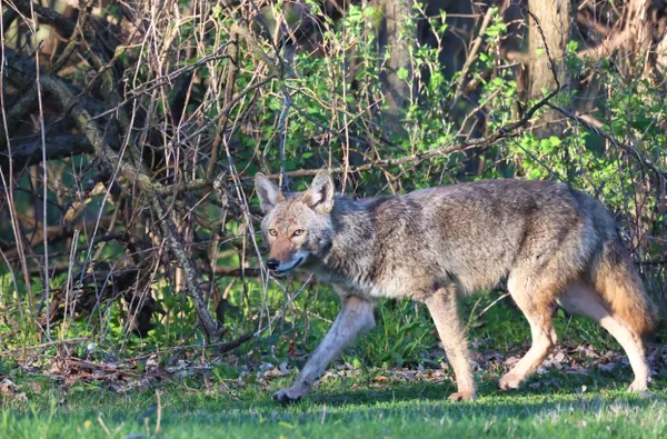 A Happy Coyote walking along the woods. thumbnail