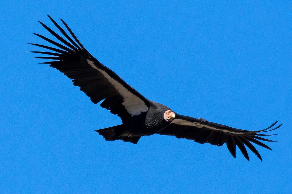 California condor