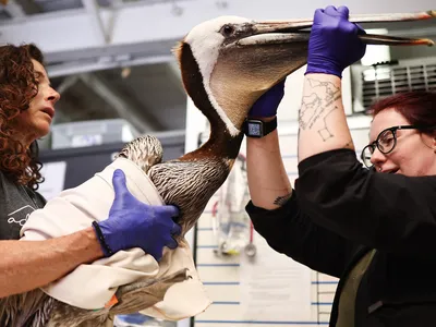 Teal Helms (right) and volunteer Gali Begim (left) perform intake assesments on a brown pelican at the Wetlands and Wildlife Care Center in Huntington Beach, California.