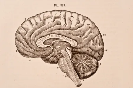 A medical illustration of the right half of a human brain from 1876.