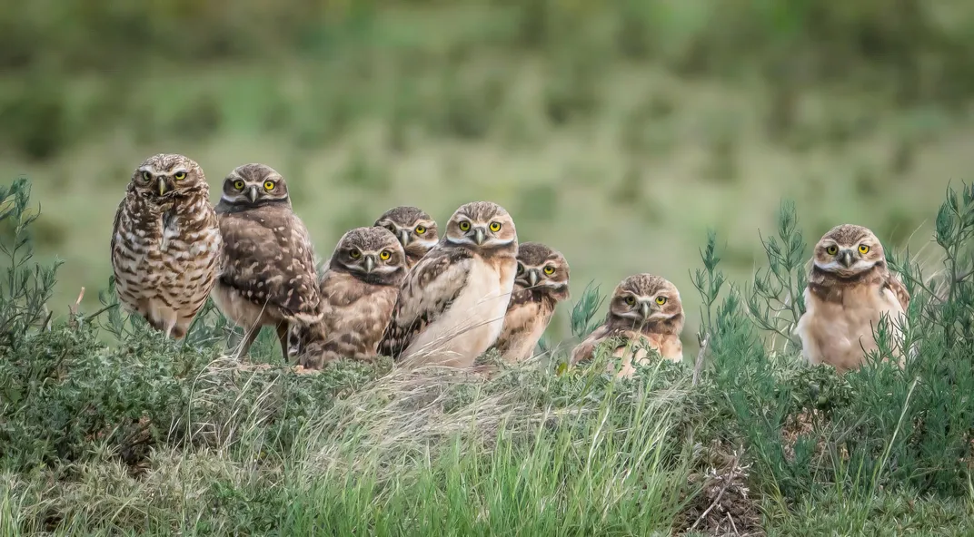 a parliament of burrowing owls