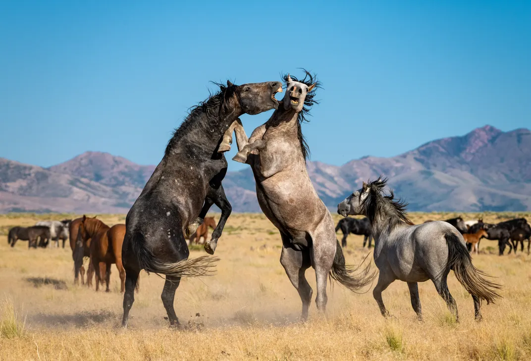 Onaqui Wild Horses | Smithsonian Photo Contest | Smithsonian Magazine