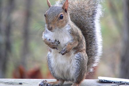 Squirrels readily resumed normal activities such as foraging after hearing nearby birds' relaxed chatter