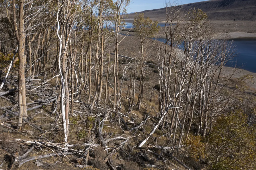 Dead aspen trees in California