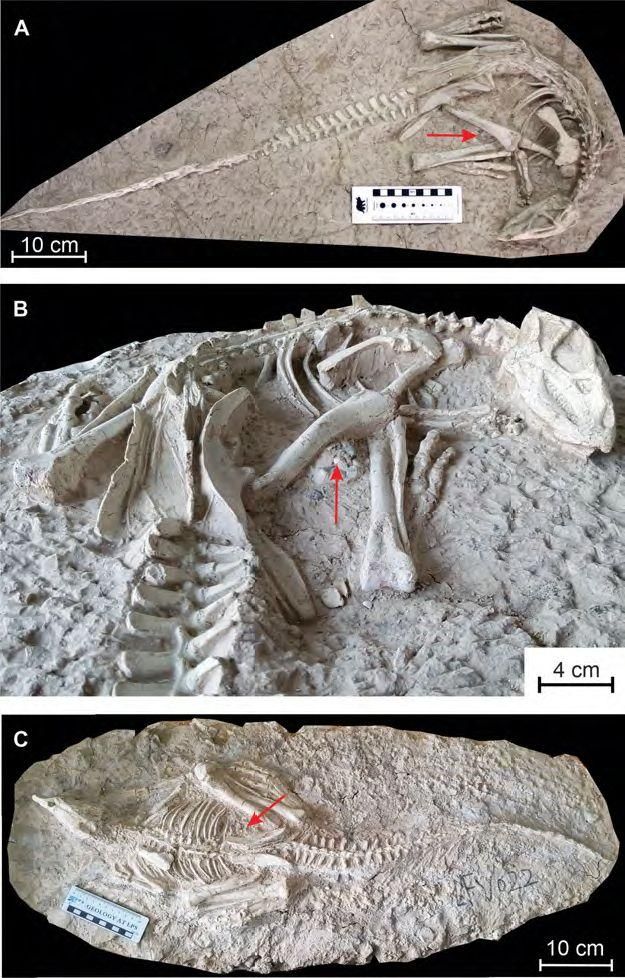 2 Changmiania liaoningensis fossils